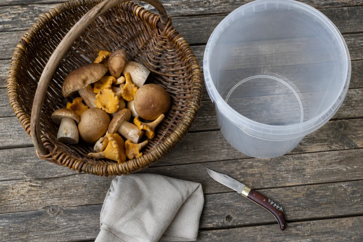 A wicker basket about a third full of ceps and chanterelles beside a clear five liter bucket of the same size on a rustic wooden table with a folding knife