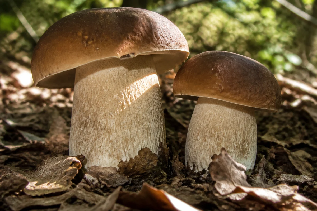 Two large ceps standing in oak leaf litter in a French forest with dappled canopy light