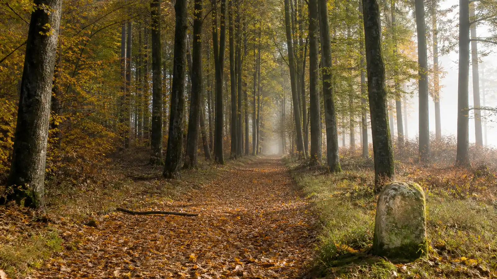 Mushroom foraging laws in France: what the five liter rule means