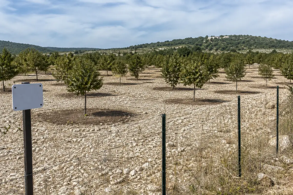 A French truffle oak grove with small evenly spaced oaks over bare pale stony ground and a wire fence and blank plaque at the corner