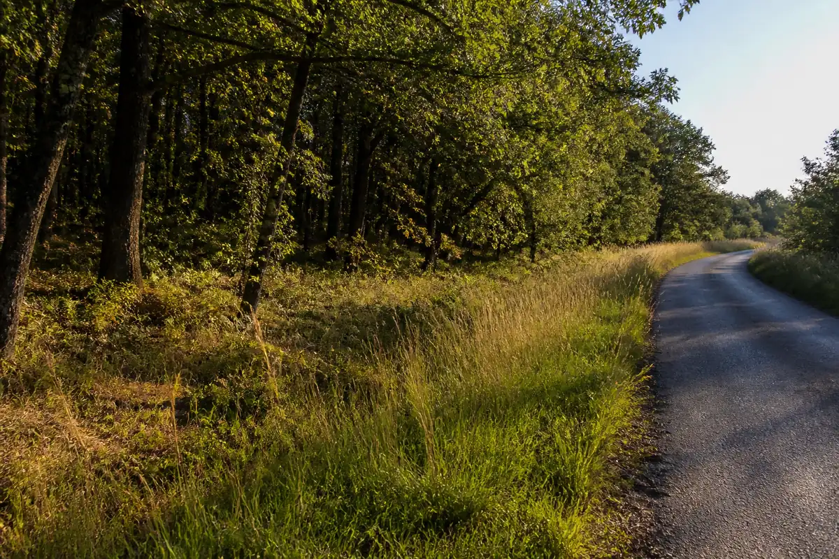 A narrow country lane in rural France running beside an unfenced strip of oak woodland with no gate, fence or sign anywhere