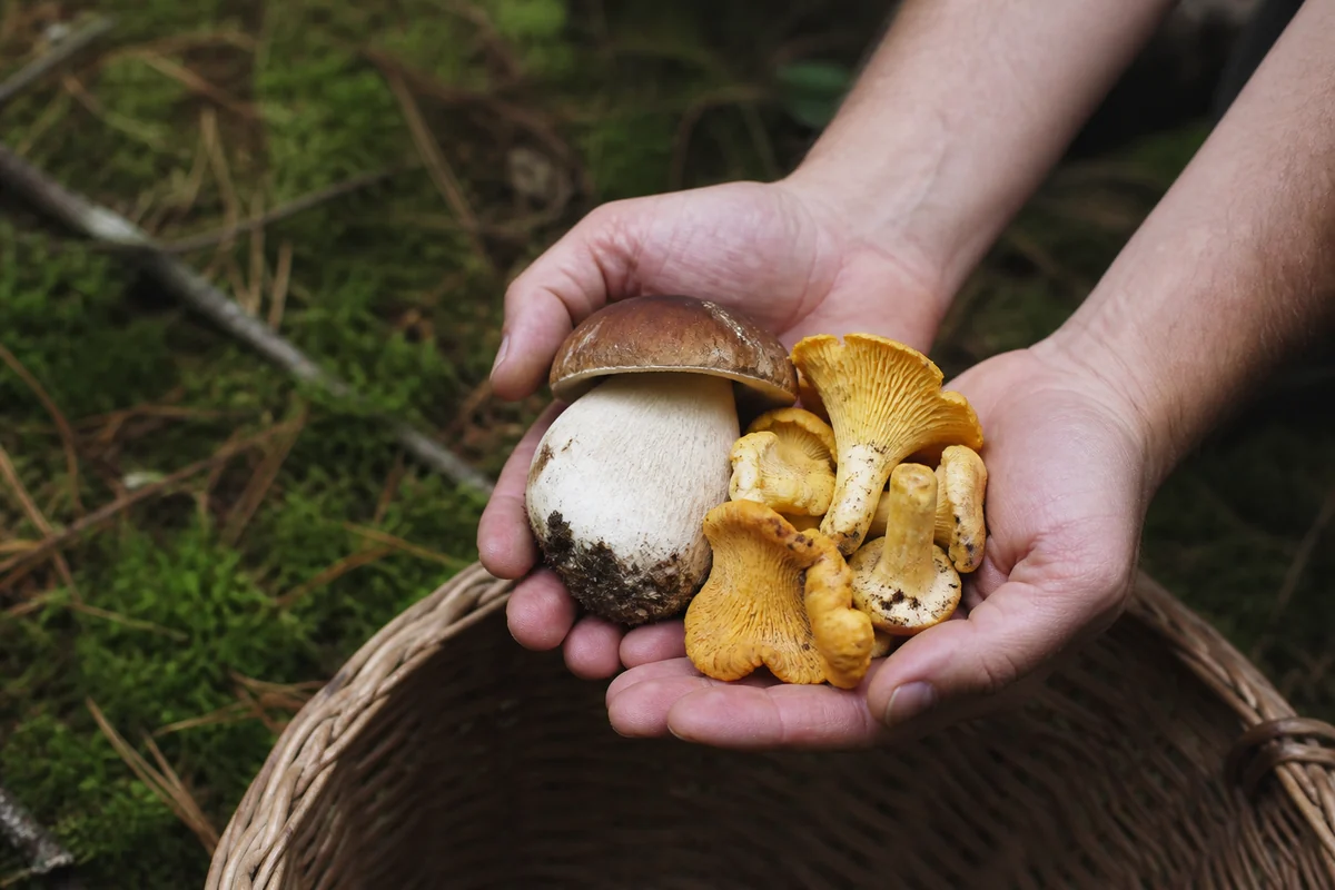 Two cupped bare hands holding a small handful of chanterelles and one cep over a wicker basket in a forest with moss blurred behind