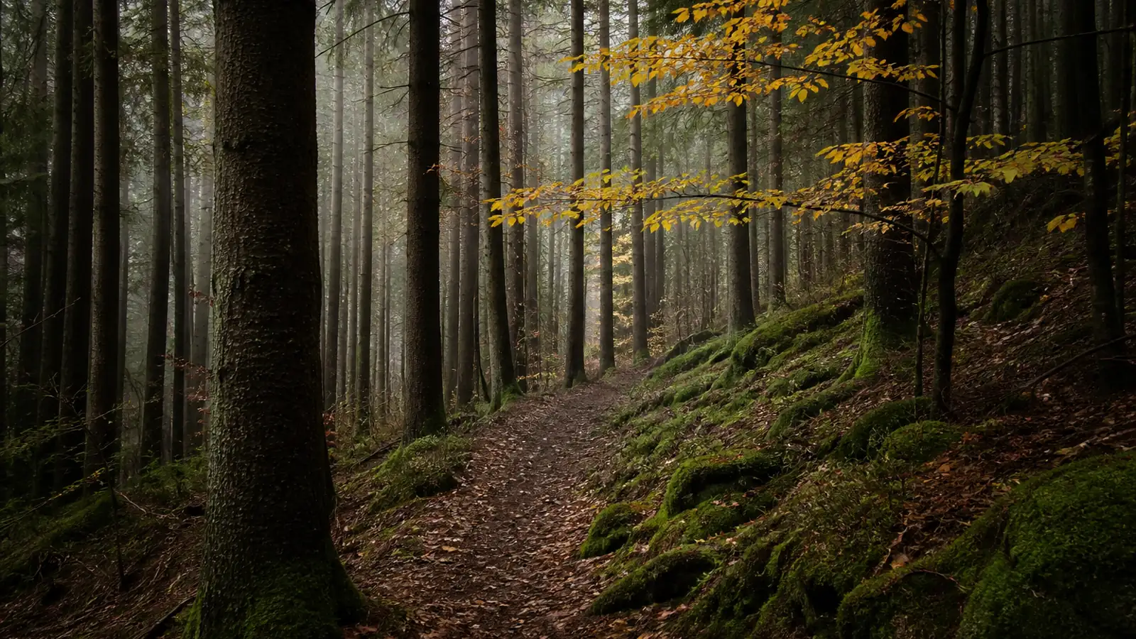 Mushroom foraging laws in Germany: protected species and small quantities