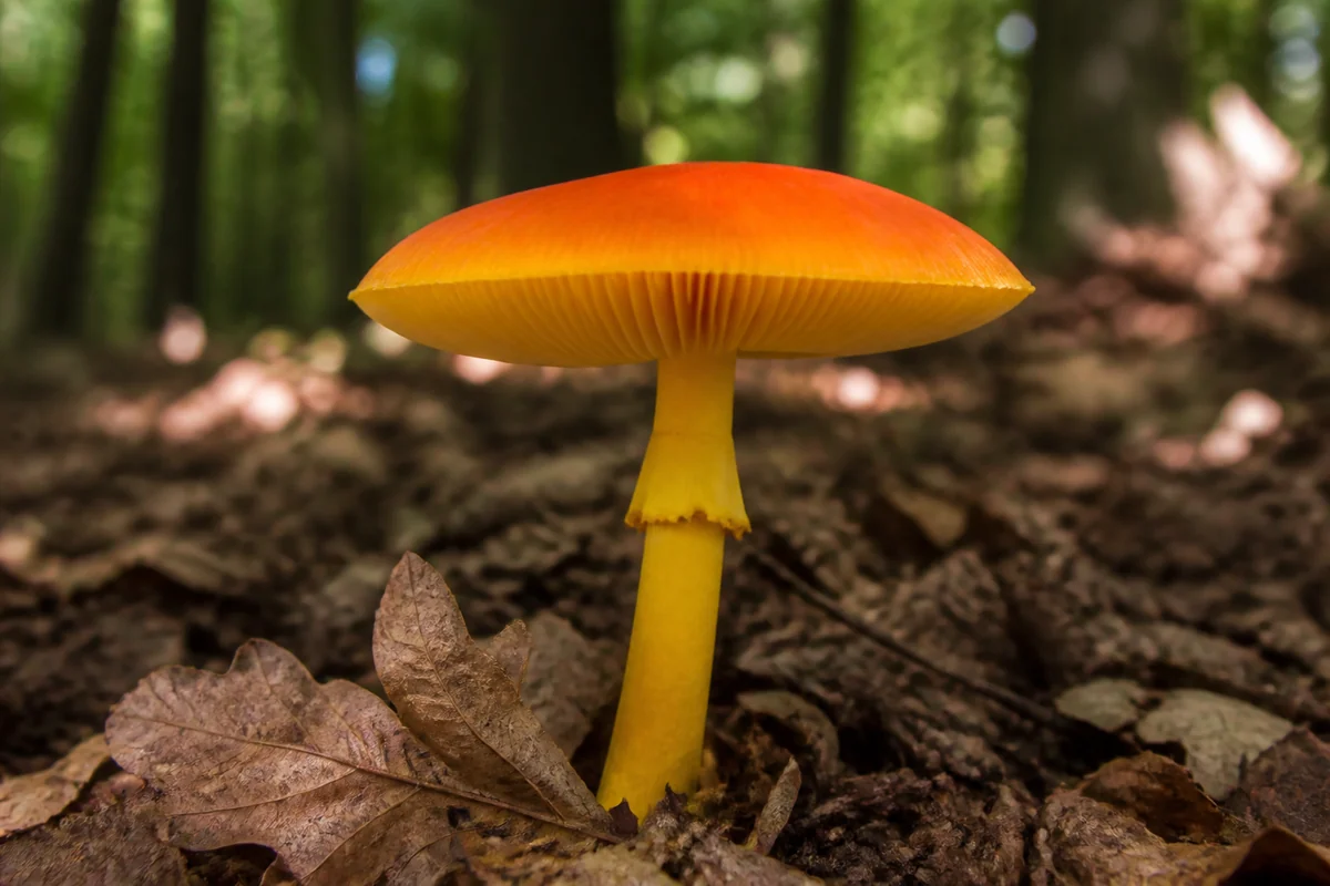A bright orange capped mushroom with deep yellow gills and a yellow stem standing in oak leaf litter in warm German woodland with dappled sunlight