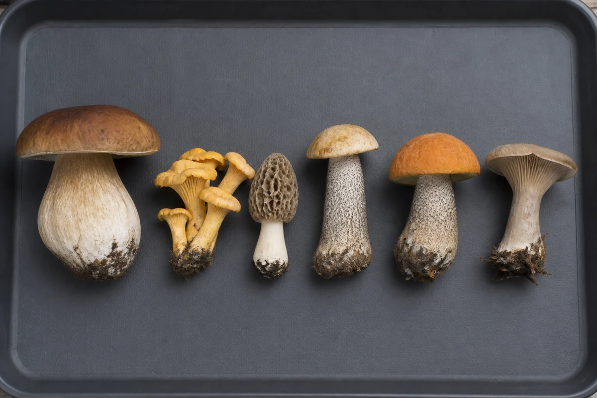 Six wild mushrooms laid in a neat row on a dark gray tray, a large cep, a bunch of golden chanterelles, a morel, a birch bolete, an orange-capped bolete and a funnel-shaped one