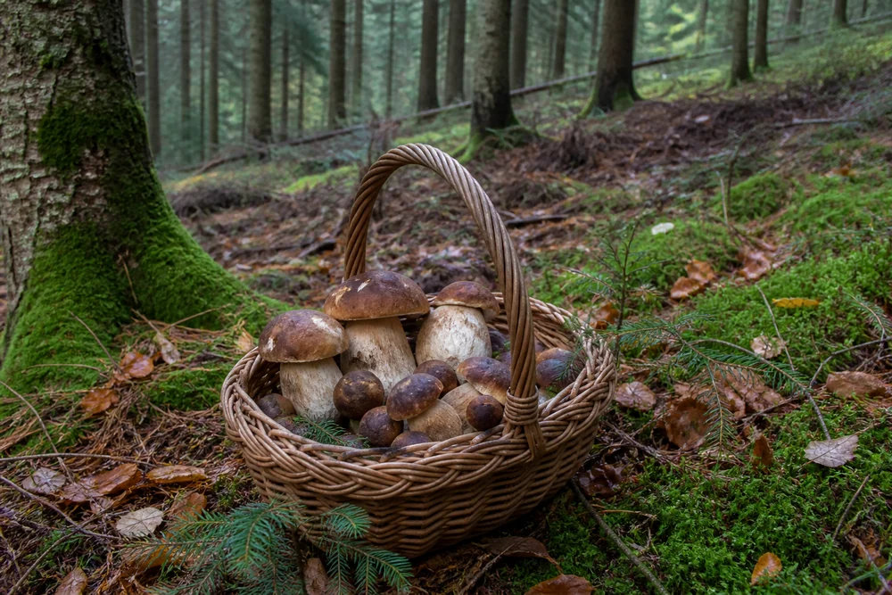 A wicker basket on the floor of a German spruce and beech forest holding several thick-stemmed brown-capped porcini and smaller dark brown bay boletes among moss and fallen needles