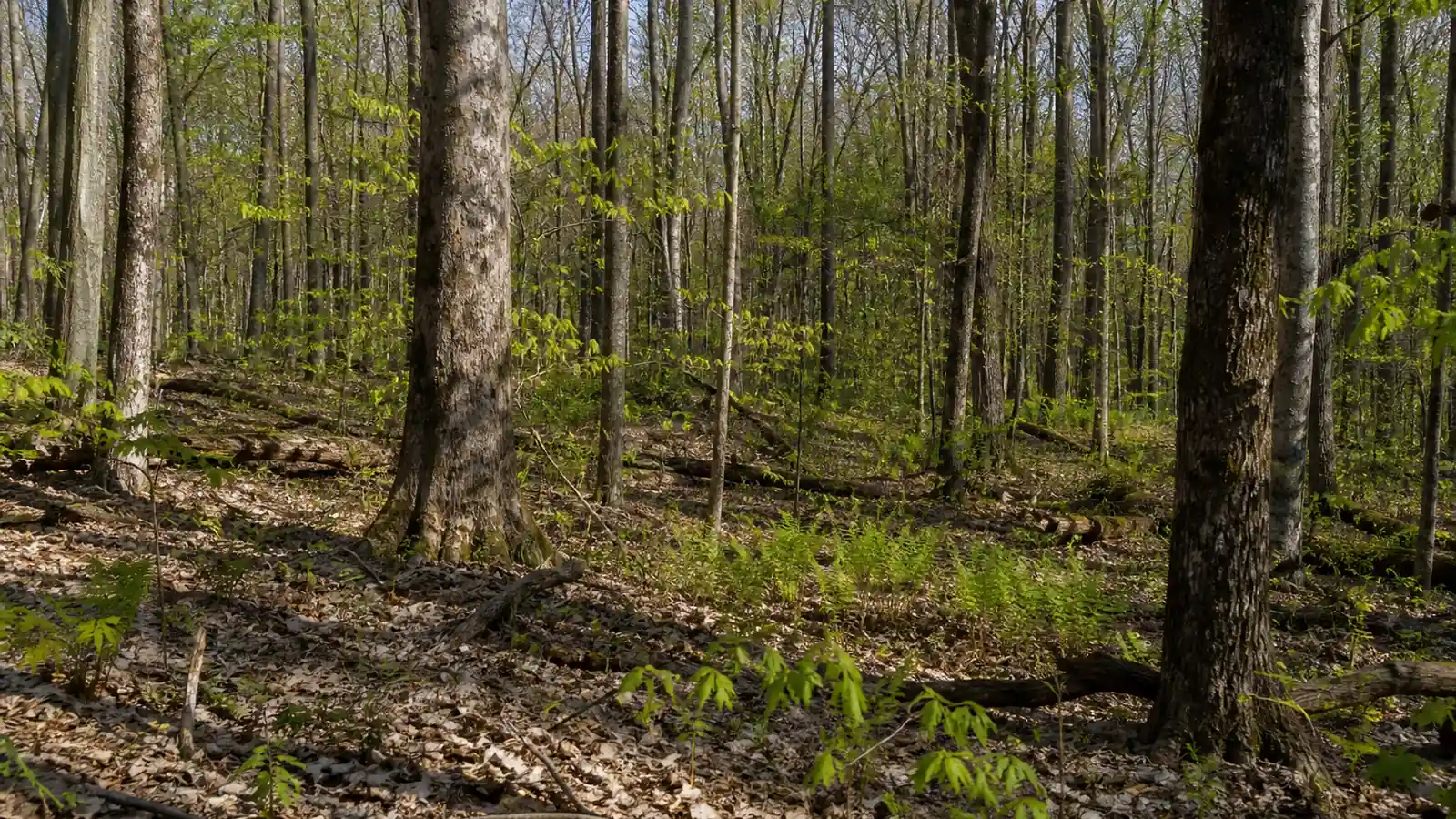 Mushroom foraging rules in Minnesota: parks, forests and the plant line