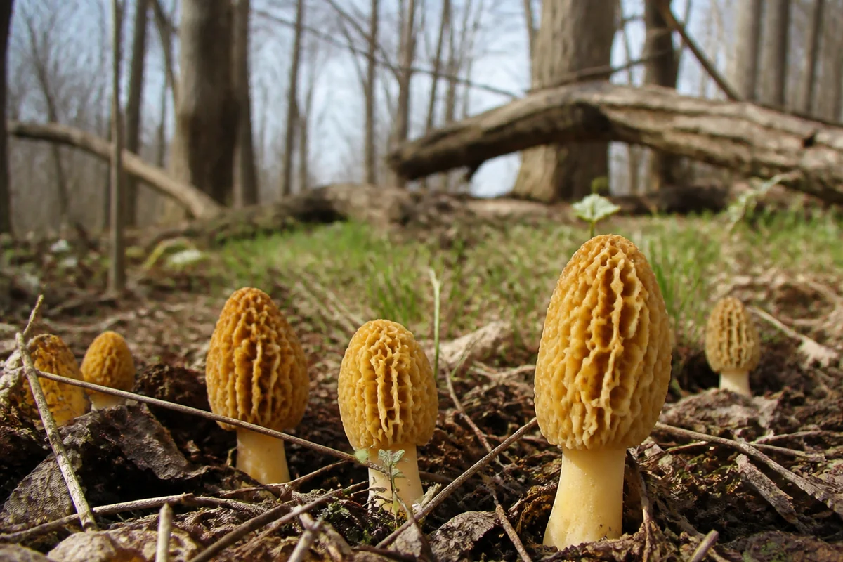 Yellow morels standing in leaf litter under bare elms in a Minnesota spring woodland with dappled light