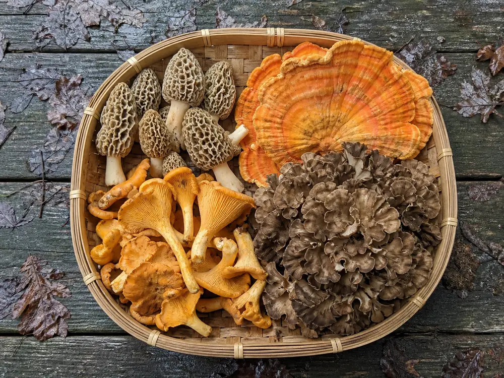 A shallow basket on a weathered picnic table holding morels, orange chanterelles, a bracket of orange shelf fungus and a large brown frilled cluster