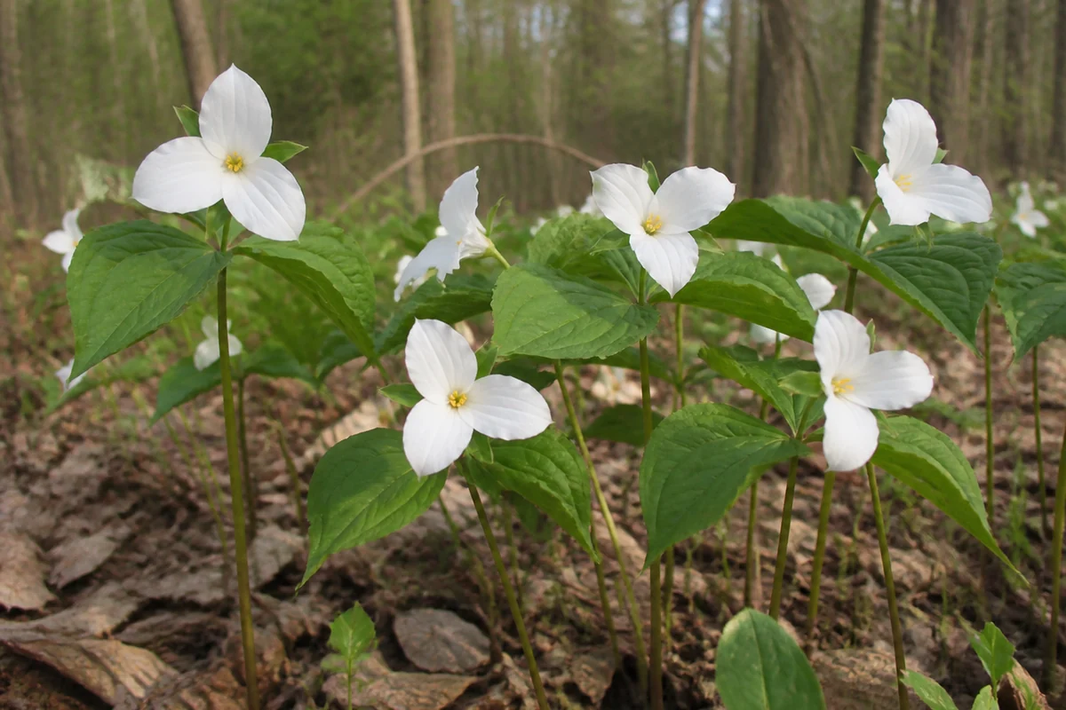 A patch of white trilliums among brown leaf litter on a spring woodland floor in soft morning light