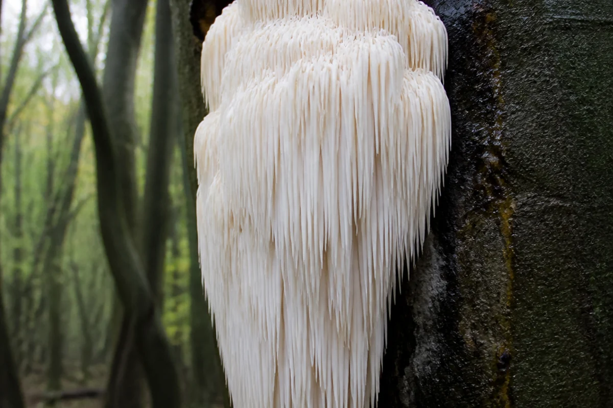 A large white bearded tooth fungus growing from a wound high on a standing beech trunk, a dense cascade of long white spines hanging against dark wet bark