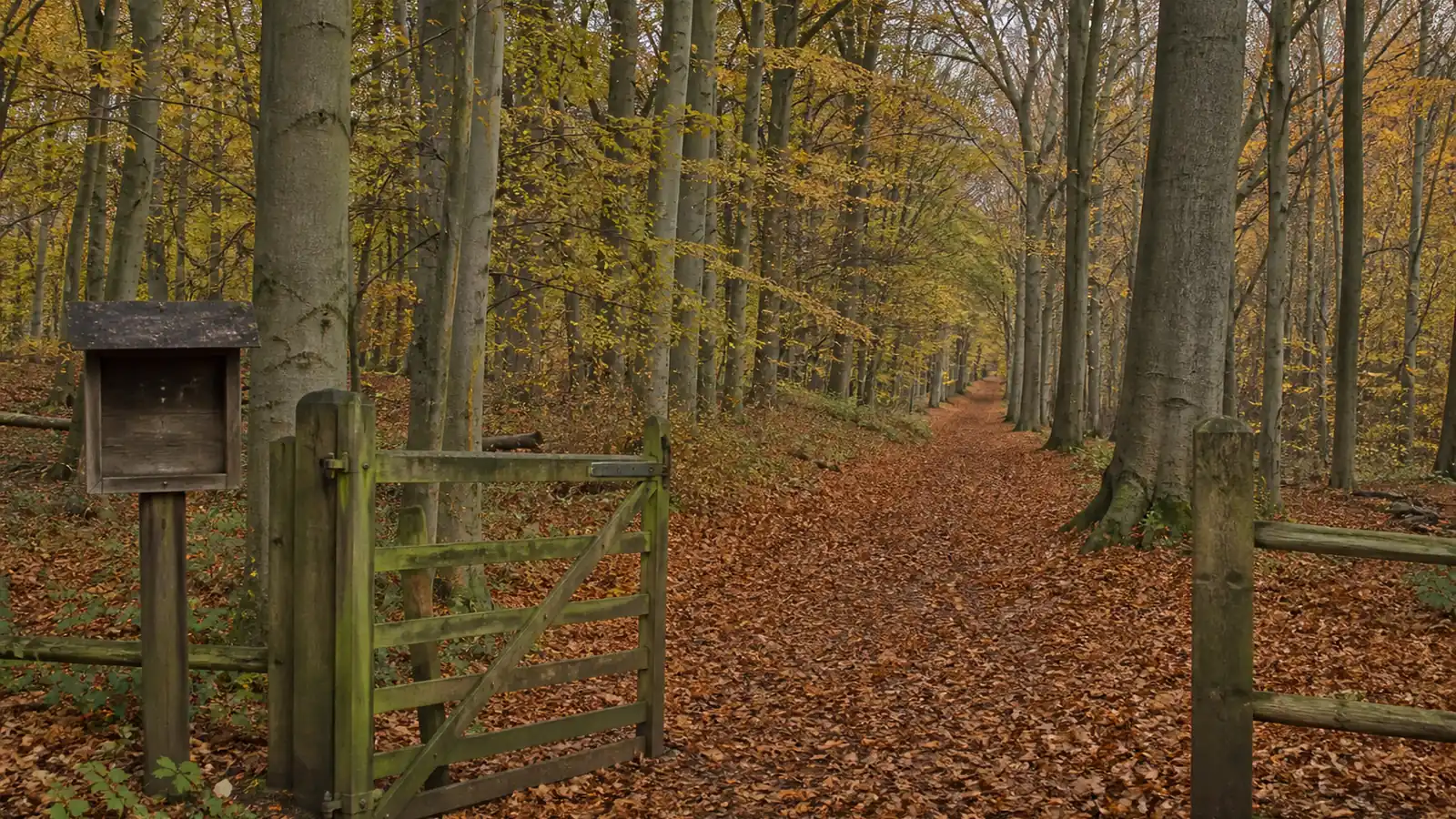 Mushroom foraging laws in the UK: what is actually legal