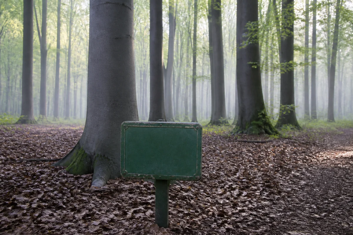 A small green metal sign on a low post at path height in a tall beech woodland with deep leaf litter and straight gray trunks receding into mist
