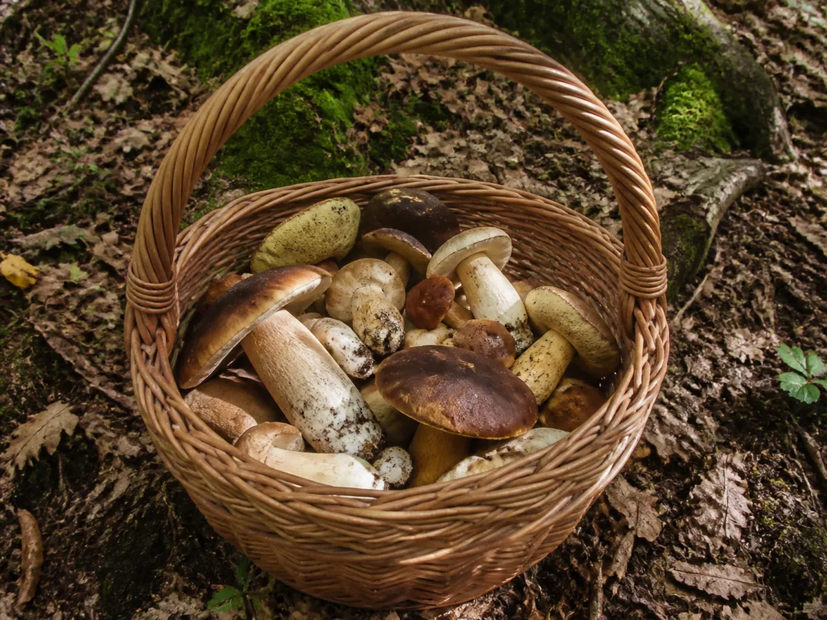 A woven basket holding a modest mixed collection of wild mushrooms resting on the forest floor among leaf litter