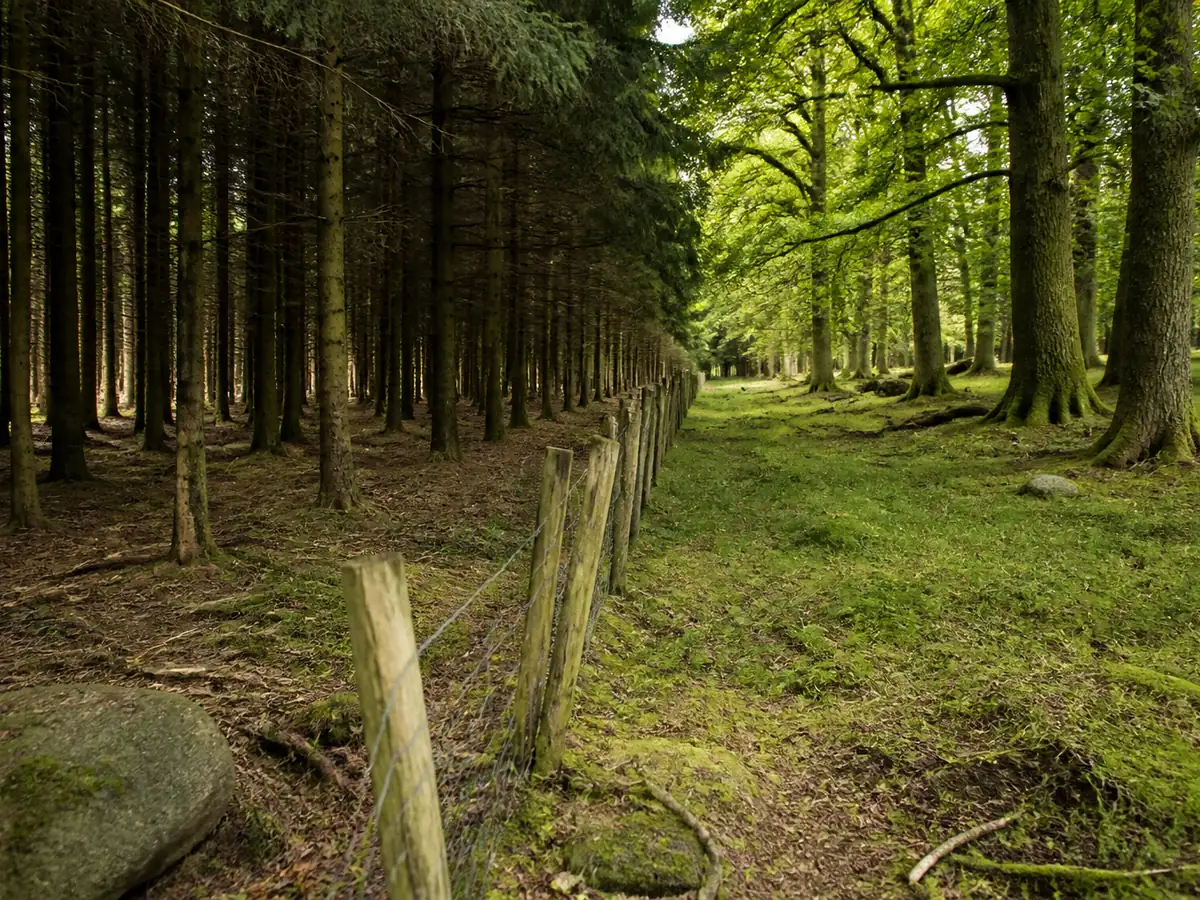 An old wire fence line running through woodland with dense managed conifer plantation on one side and open broadleaf woodland on the other