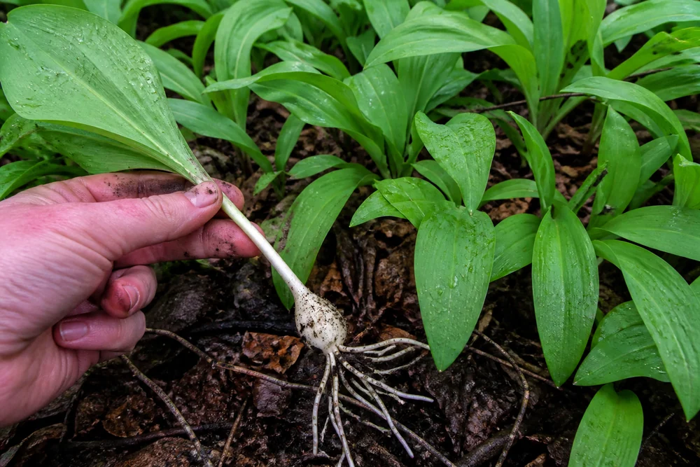 A dense patch of broad green ramp leaves on a damp woodland floor with one plant lifted to show its white bulb and roots against dark soil