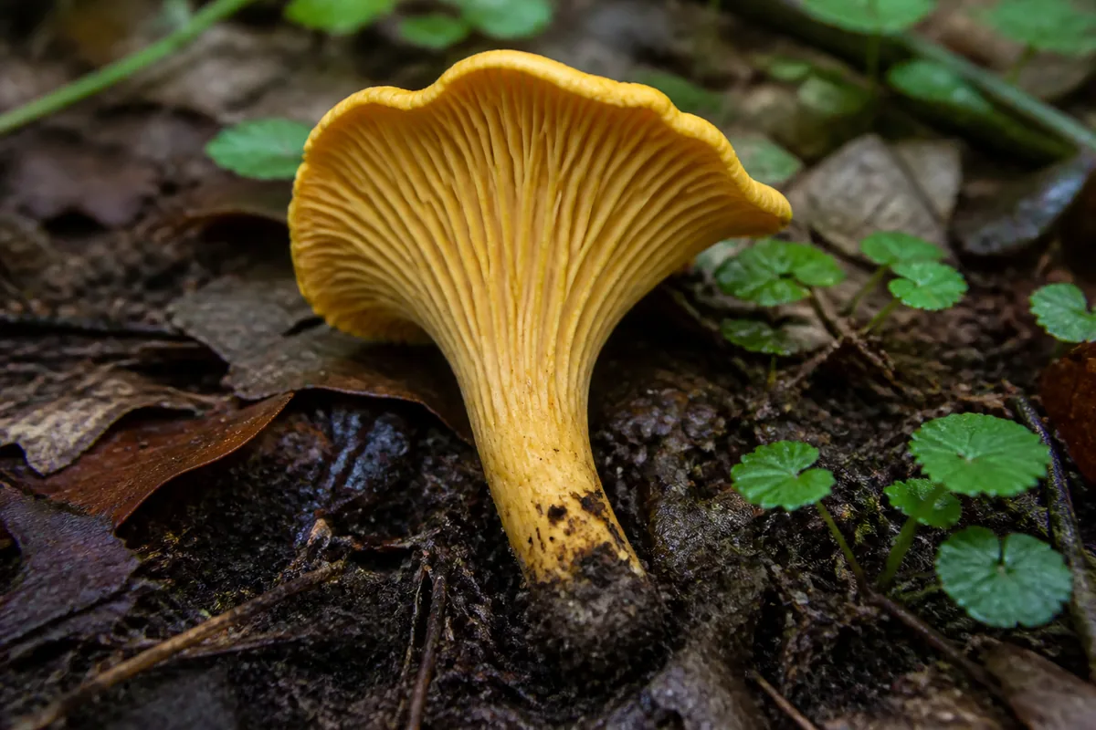 Underside of a golden chanterelle candidate showing blunt forked ridges descending the stem in hardwood leaf litter