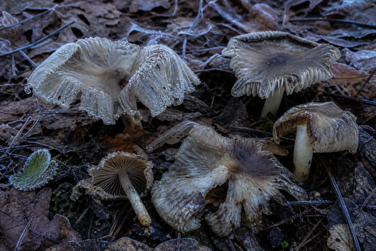 Frost-damaged mushrooms with translucent collapsed edges among frozen leaves after a cold front