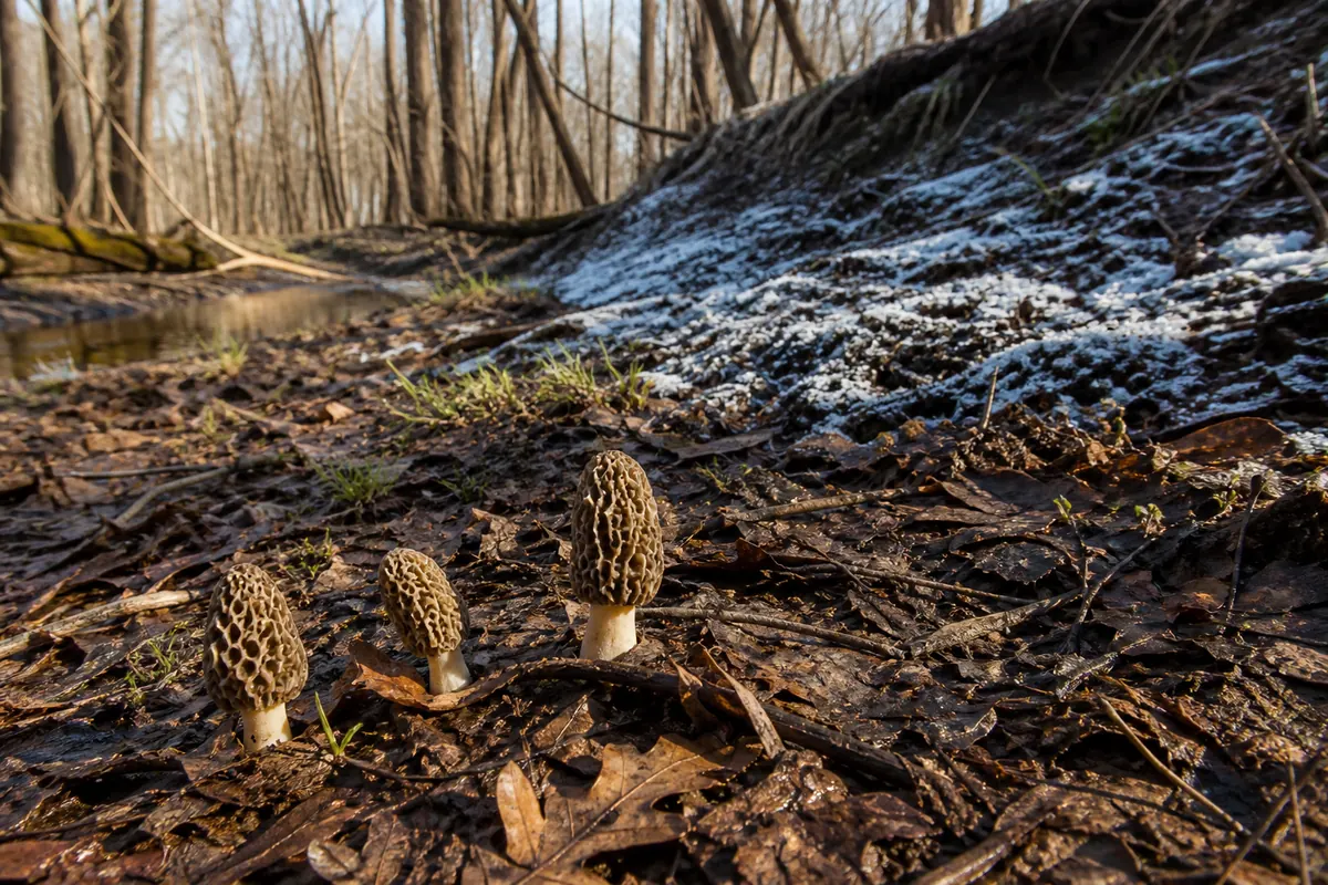 Early spring river woodland with warm damp low ground below a shaded bank that still holds patchy frost