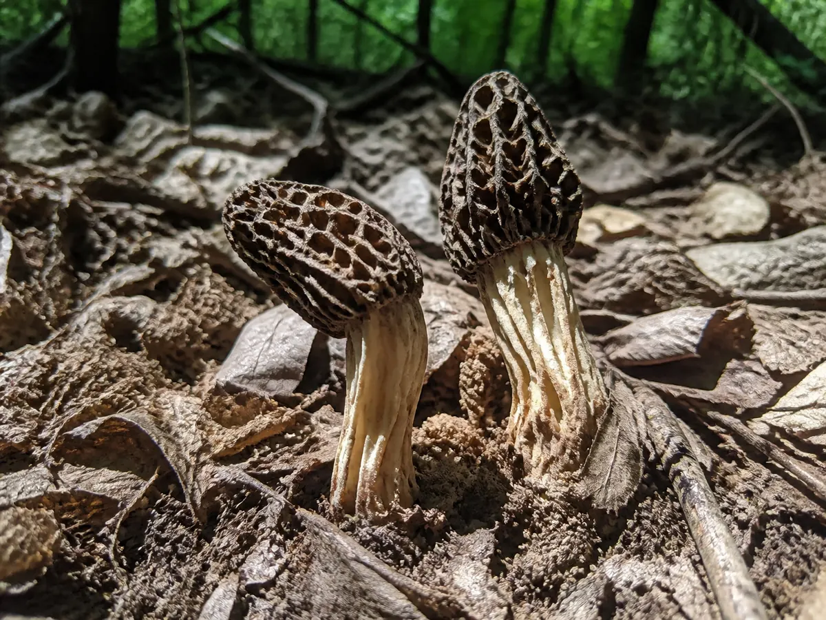 Two collapsed and dried morels in Illinois woodland, caps shriveled and darkened at the ridges, stems papery and split, standing in dry crumbling litter under a canopy closed into full green shade