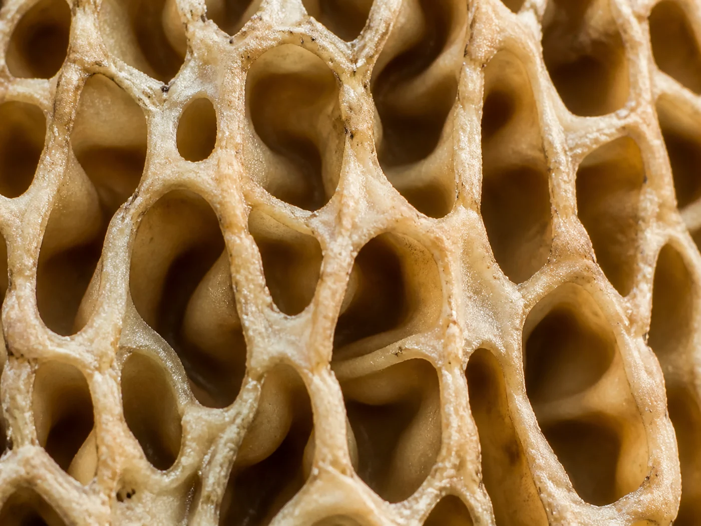 Extreme close view of a morel cap surface filling the frame, deep honeycomb pits with raised ridges between them, pale tan and cream with soft shadow inside each pit