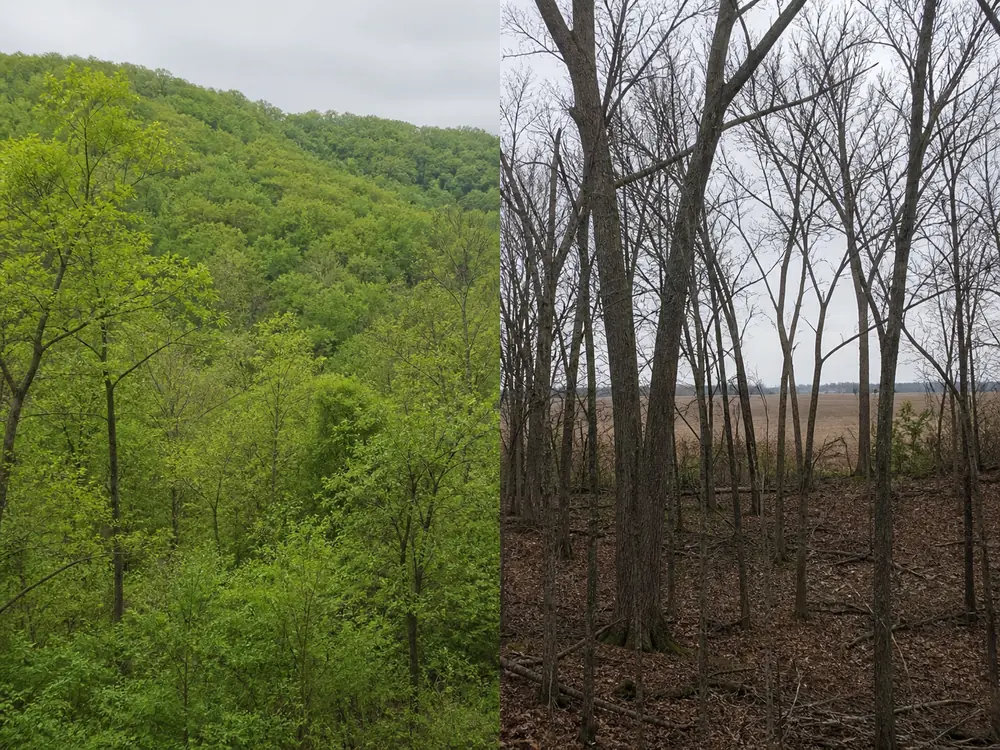 One frame split between far southern Illinois hill woodland already in fresh green leaf and northern Illinois timber on the same date, still bare gray branches over brown litter with a farmed field beyond