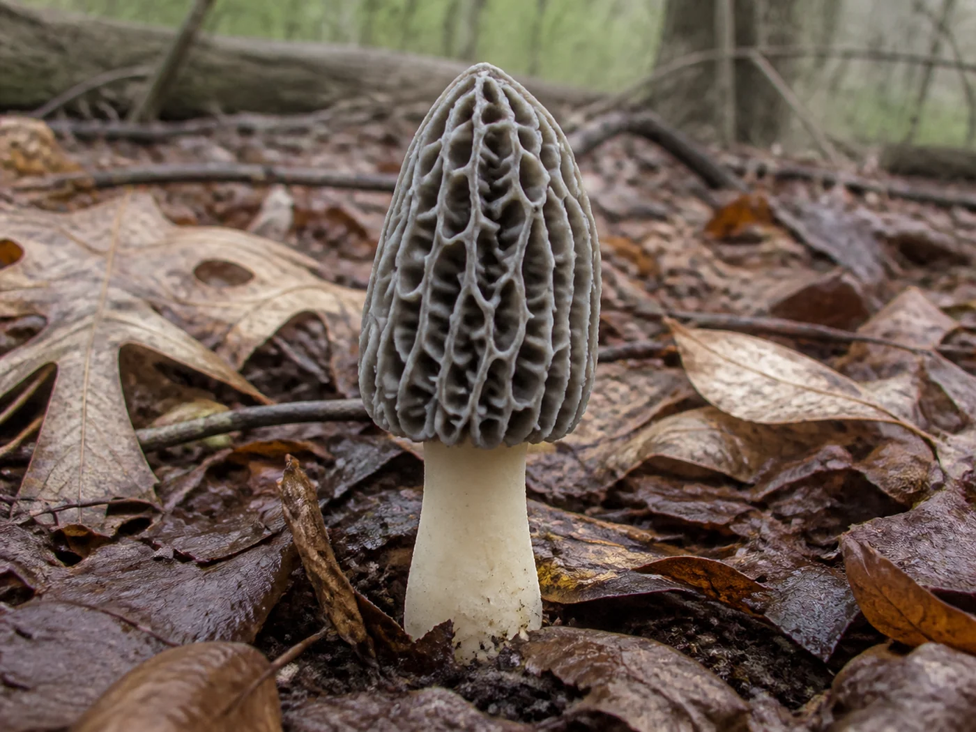 One complete gray morel standing upright in brown leaf litter on an Illinois timber floor, the whole mushroom from pitted cap to the base of the pale stem within the frame