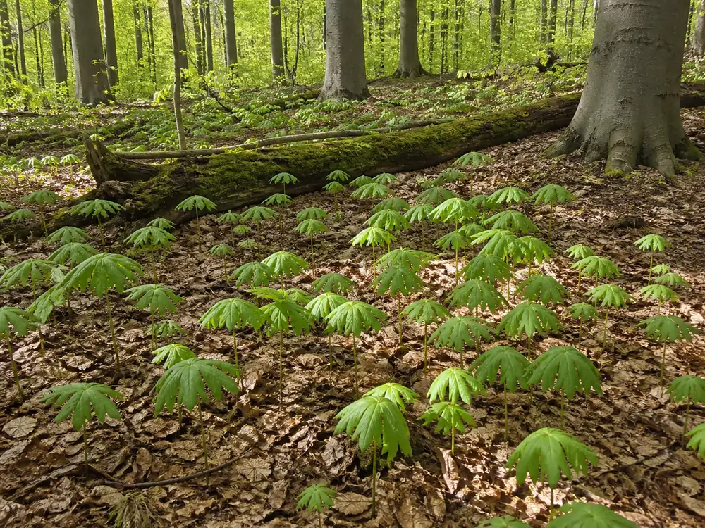 A beech and maple forest floor in southern Indiana in April covered with newly unfurled mayapple umbrellas rising through brown leaf litter, smooth gray beech trunks and a fallen mossy log behind