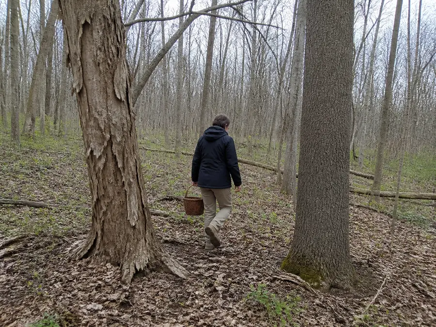 A forager in a plain jacket walking slowly through open Indiana hardwood woodland well away from any path, stepping over leaf litter between a dead elm with peeling bark and a straight tulip poplar