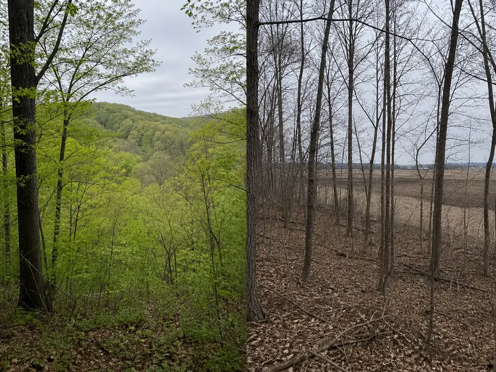 One frame split between southern Indiana hill woodland in soft green leaf and a northern Indiana woodlot on the same date, still bare gray branches over brown litter with a farmed field beyond