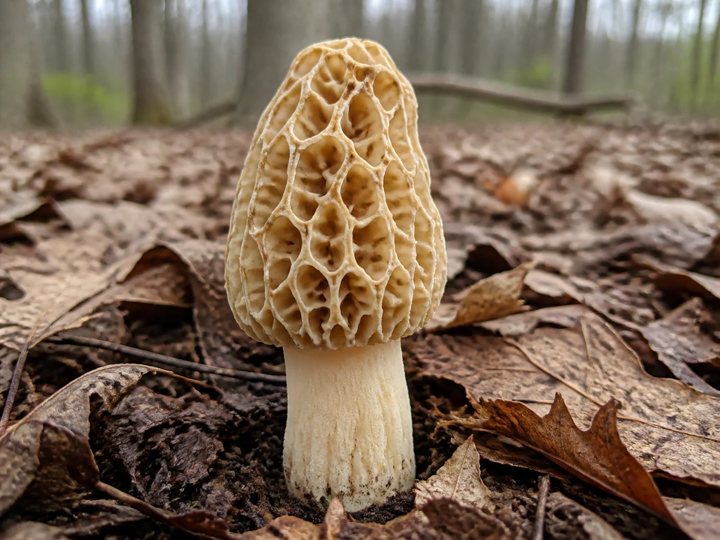 One large complete pale cream and tan morel standing upright in brown leaf litter on an Indiana forest floor, the whole mushroom from deeply pitted cap to the base of the thick pale stem within the frame