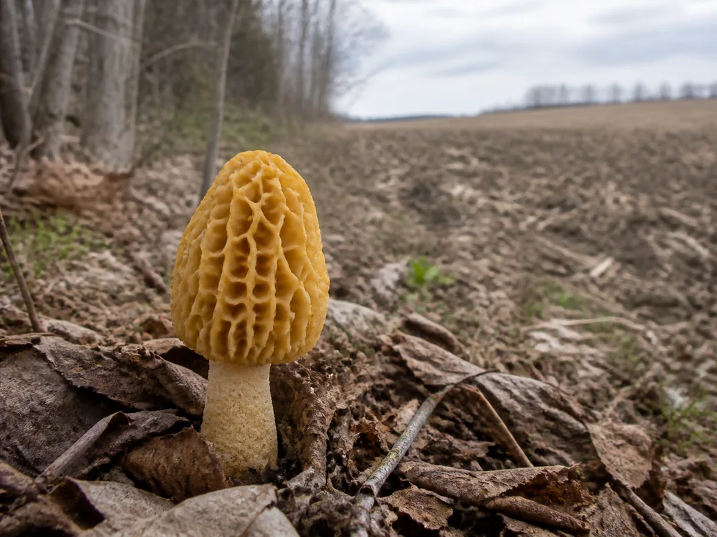 A single yellow morel with a pitted honeycomb cap standing in leaf litter at the outer edge of timber, with bare cultivated farm ground just beyond