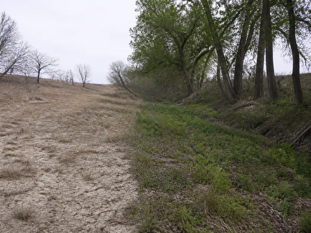 One frame split between a dry sunbaked Kansas upland edge of thin brown grass and cracked soil under scrubby bare trees, and a shaded creek bottom nearby with damp dark soil, deep litter and green undergrowth under tall cottonwoods