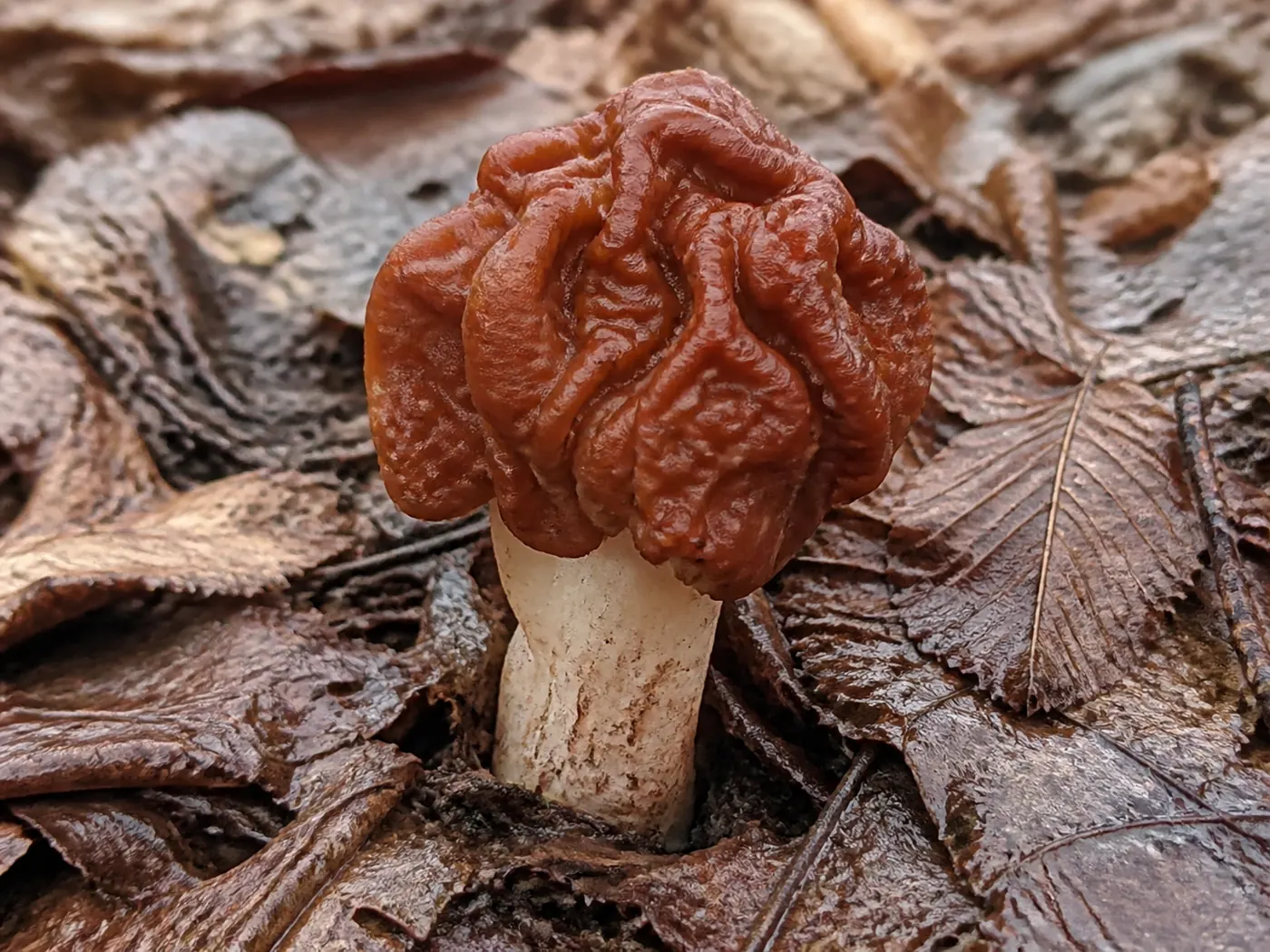 A single reddish-brown false morel with a deeply wrinkled brain-like cap and no honeycomb pits, growing undisturbed in damp leaf litter in a Kansas creek bottom among cottonwood and elm leaves