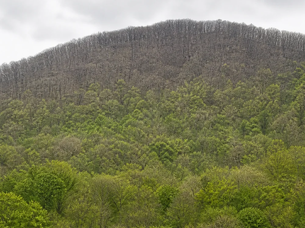 One Kentucky hillside photographed from bottom to top, its lower slope leafed out in fresh green while the upper slope is still bare gray branches