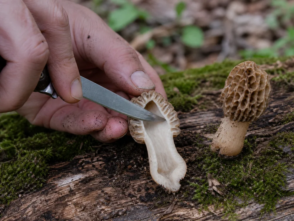 A hand part-way through slicing a morel lengthwise on a fallen mossy log, the cut face showing one continuous hollow chamber