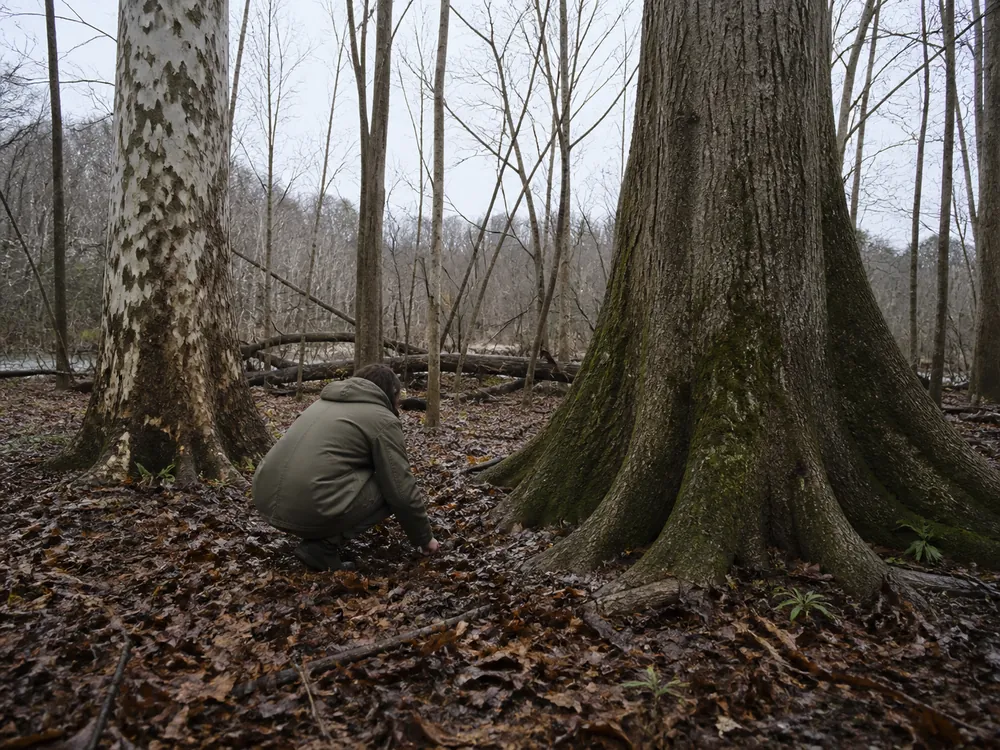 A forager crouched low searching leaf litter between the buttressed base of a tulip poplar and a mottled sycamore trunk in a Kentucky river bottom