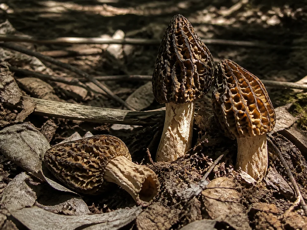 Three dried and shriveled morels collapsing in dry crumbling leaf litter under a leafed-out canopy