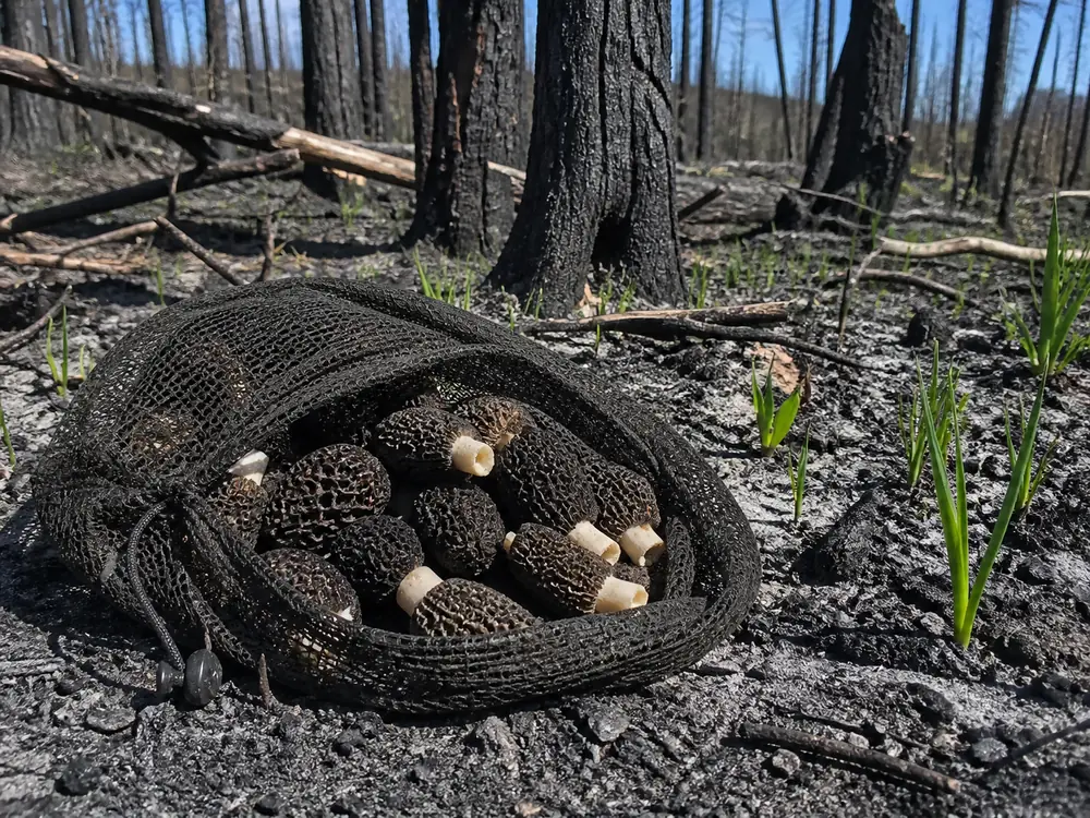 Cut black morels in an open mesh bag resting on charred ground among scorched jack pine stems