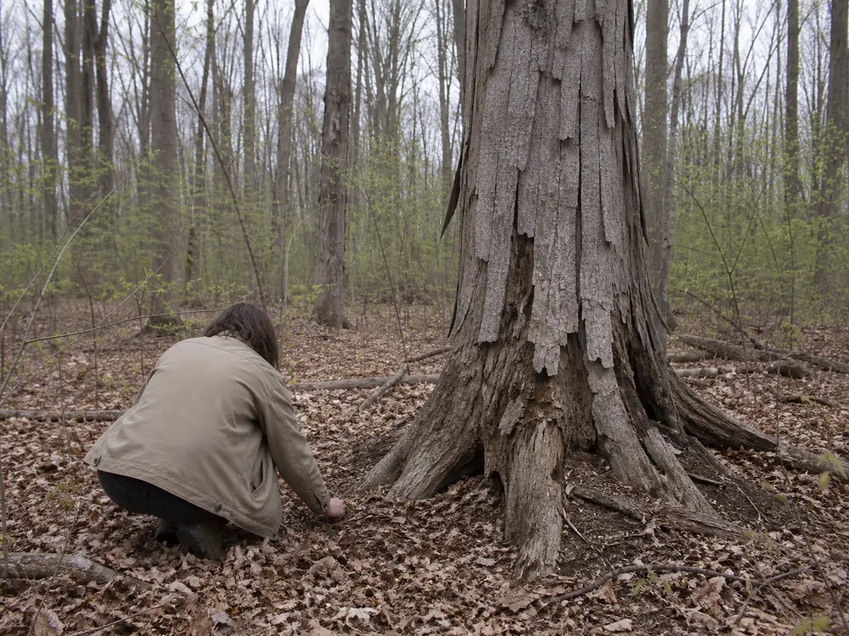 A forager crouching to search the exposed root flare of a barkless standing dead elm in spring woods