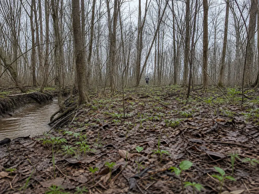 Bare-canopy hardwood bottomland in southern Michigan in late April, leaf litter and a creek edge under unopened trees