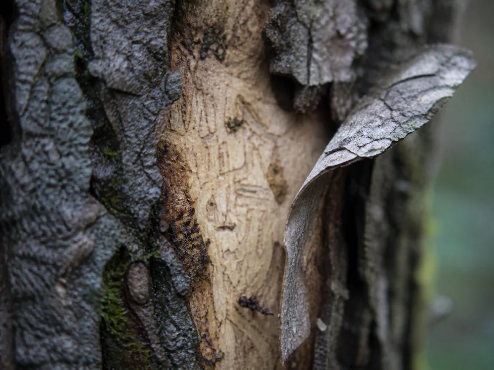Extreme close view of gray elm bark curling away from pale sapwood, with fine beetle galleries etched into the exposed wood
