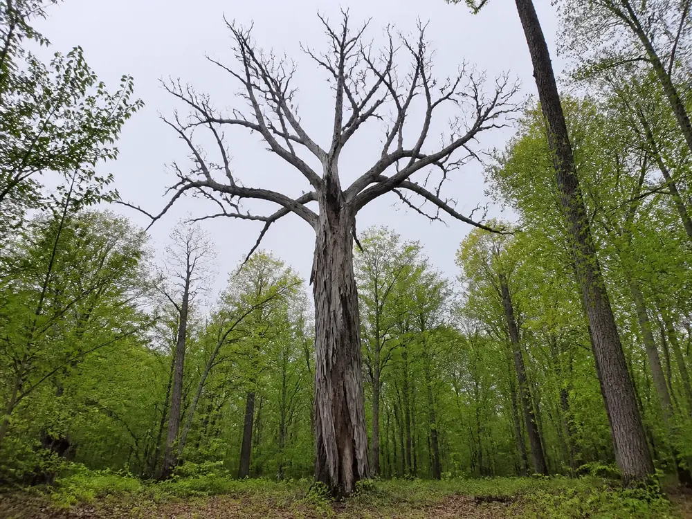 A large dead American elm with a bare crown and long strips of loose gray bark standing among leafing-out Minnesota hardwoods