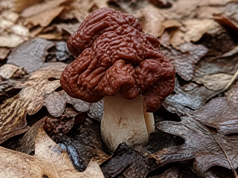 A single intact reddish-brown false morel with a deeply folded brain-like cap growing undisturbed in damp Minnesota woodland leaf litter