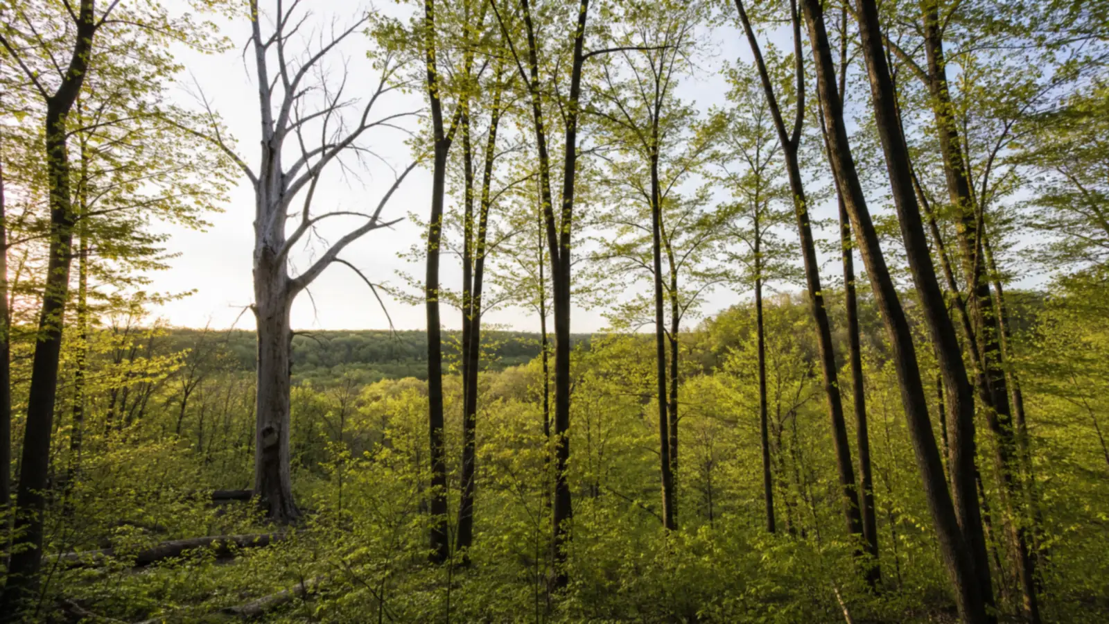When Is Morel Season in Minnesota? Ask the Dying Elms