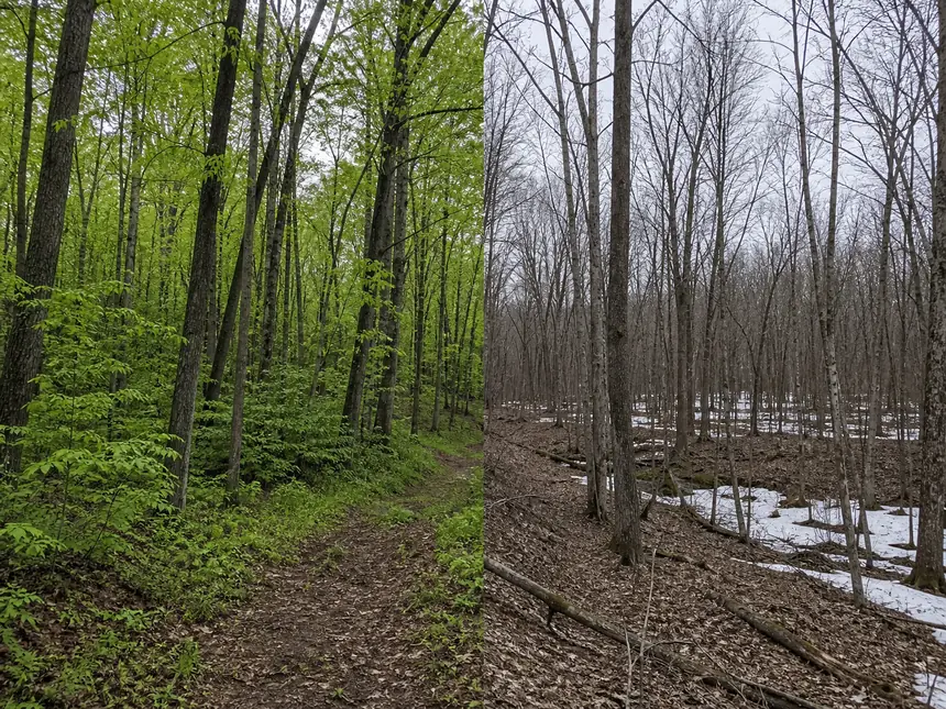One frame split between southern Minnesota woods in full spring leaf and northern Minnesota woods on the same day, still bare with old snow in the hollows