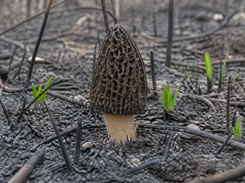 A single dark gray-brown morel with a deeply pitted conical cap standing alone in gray ash and charred twigs with green shoots nearby