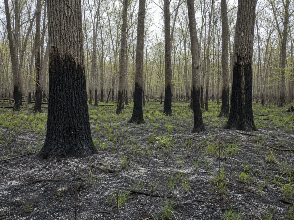 A Missouri oak and hickory woodland the spring after a low-intensity prescribed burn, trunks scorched low, open ground of gray ash with green shoots coming through