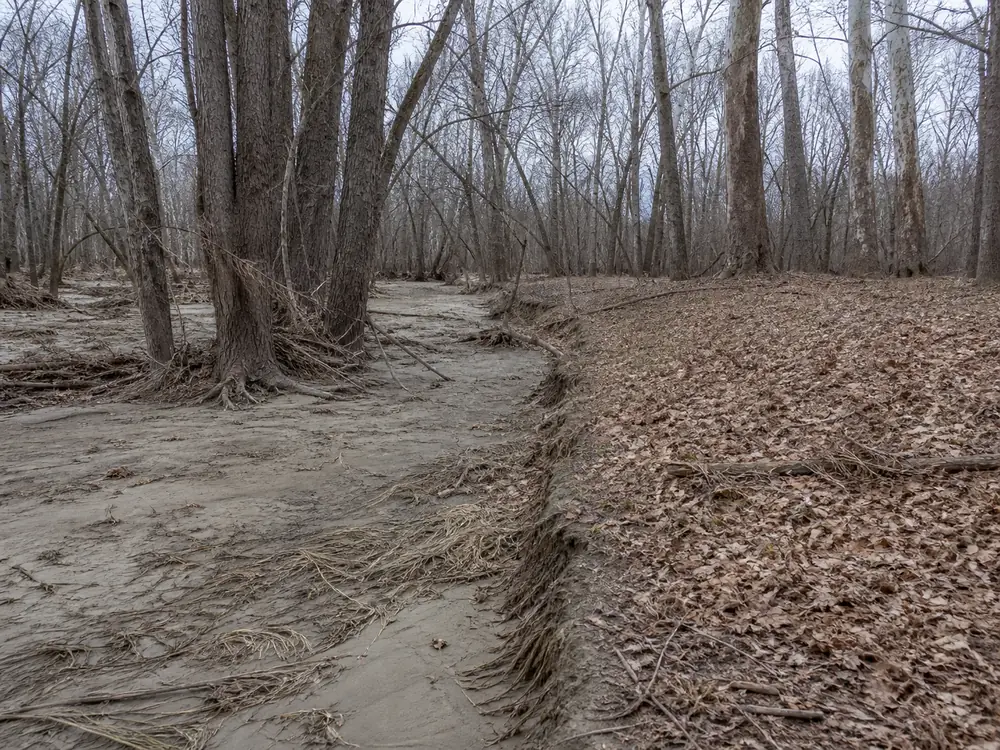 A Missouri river bottom showing pale fresh silt and flood debris tangled around trunks on the low ground, with a dry untouched terrace a few feet higher beside it