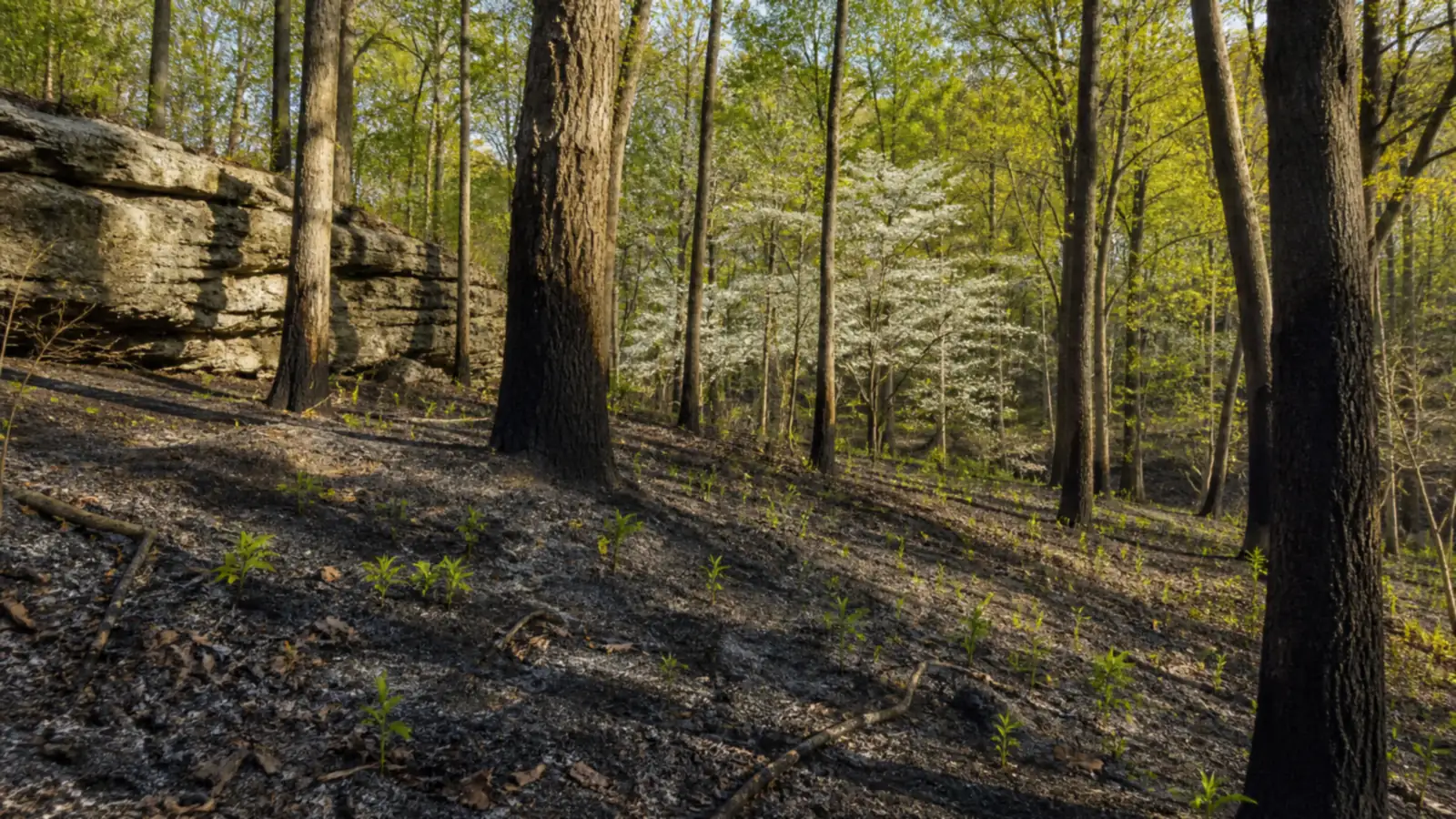 When Is Morel Season in Missouri? Hunt Last Year's Burns